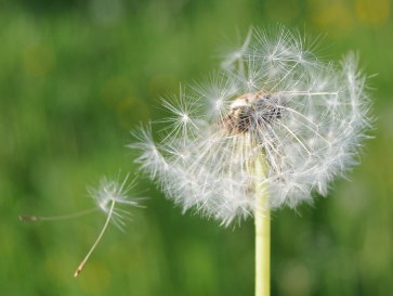 dandelion-1545407_960_720